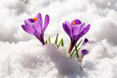 Spring crocus in the snow, lit by the sun.