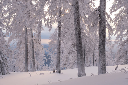 Winter snow-covered trees in the Ural mountains.の写真素材