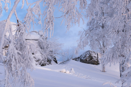 Winter snow-covered trees in the Ural mountains.の写真素材