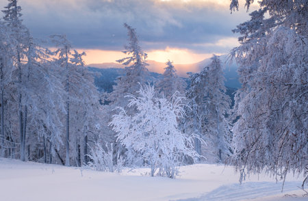 Winter snow-covered trees in the Ural mountains.の写真素材