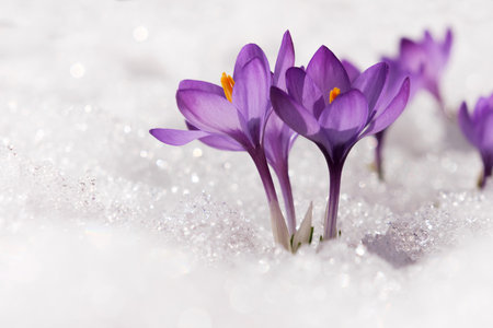 Spring crocus in the snow, illuminated by the sun.の写真素材