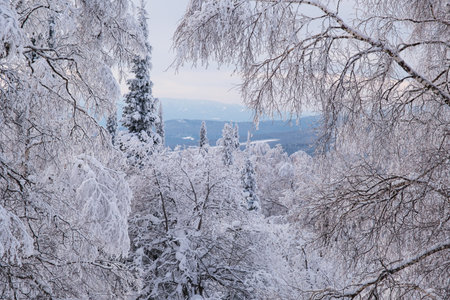 Winter snow-covered trees in the Ural mountains.の写真素材
