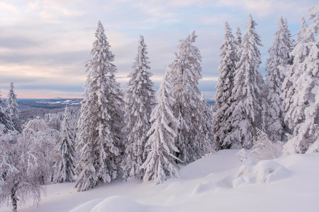 Winter snow-covered trees in the Ural mountains.の写真素材