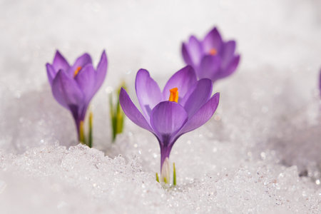 Spring crocus in the snow, illuminated by the sun.の写真素材