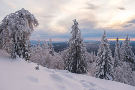 Winter snow-covered trees in the Ural mountains.の写真素材