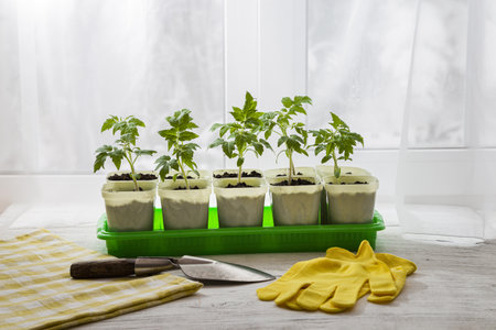 Young seedlings of tomatoes on the windowsill. Ecological home cultivation of tomato seedlings in winter and early spring.の写真素材