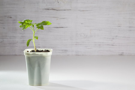 Young tomato seedlings. Ecological cultivation of home tomato seedlings in winter and early spring.の写真素材