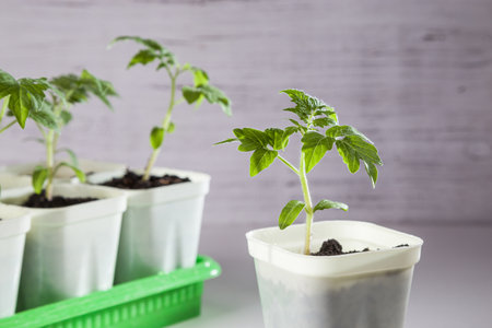 Young tomato seedlings. Ecological cultivation of home tomato seedlings in winter and early spring.の写真素材