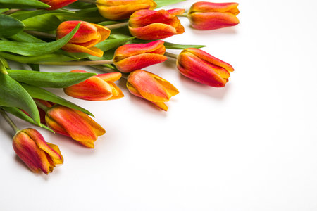 Bouquet of red tulips on a white background. Copy space.の写真素材