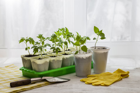 Young seedlings of tomatoes on the windowsill. Ecological home cultivation of tomato seedlings in winter and early spring.の写真素材