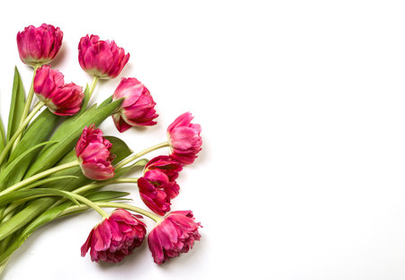 Bouquet of pink tulips on white background. Copy space.の写真素材