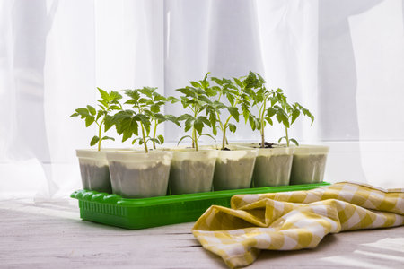 Young seedlings of tomatoes on the windowsill. Ecological home cultivation of tomato seedlings in winter and early spring.の写真素材