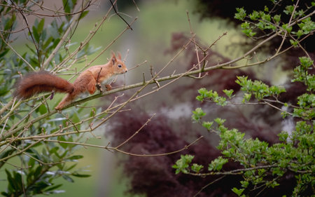 Red squirrel sitting on a tree branch with green leaves in the backgroundの写真素材