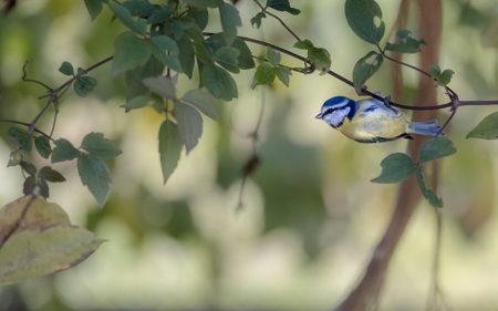 Blue tit (Cyanistes caeruleus) on a branchの写真素材