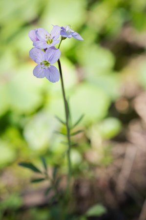 <p>Purple flower in the forest. Shallow depth of field.</p>