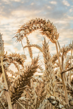 Closeup of ripe wheat ears on the field at sunset in summerの写真素材