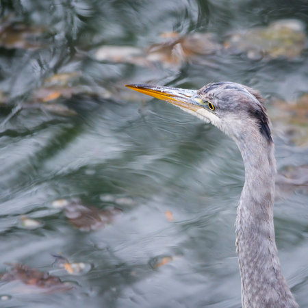 portrait of gray heron (Ardea cinerea) in a pondの写真素材