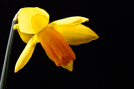 Yellow daffodil on a black background. Studio shot.の写真素材