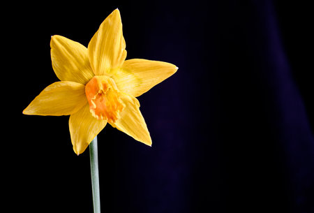 Yellow narcissus on a black background. Shallow depth of field.の写真素材