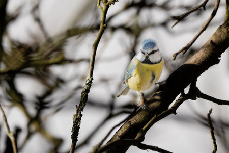 Blue tit (Cyanistes caeruleus) on a branchの写真素材
