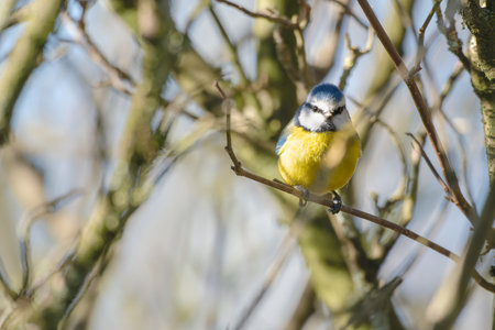 Blue tit (Cyanistes caeruleus) sitting on a branchの写真素材