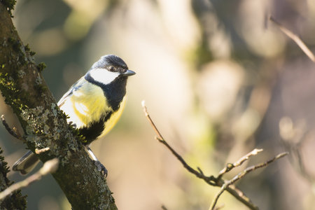 Great tit, Parus major, single bird on branchの写真素材
