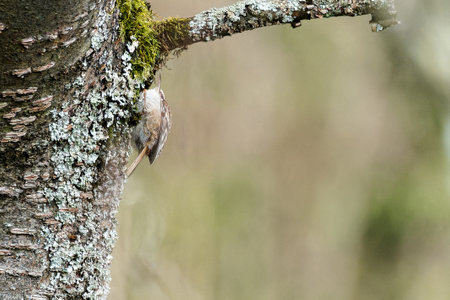 Eurasian treecreeper in its natural environmentの写真素材
