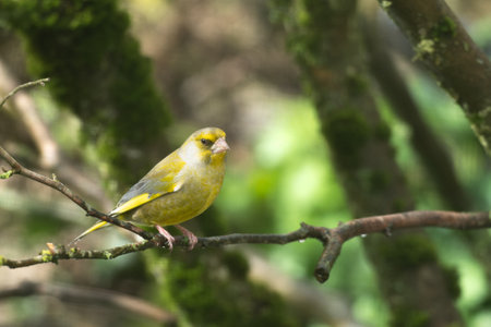 Greenfinch (Chloris chloris) on a branch