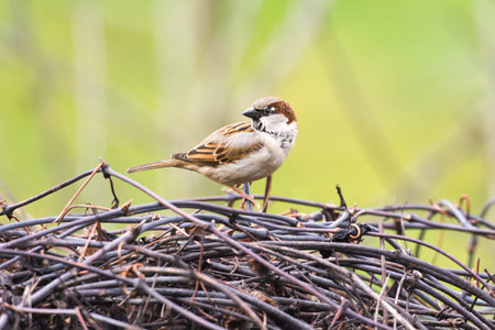 House Sparrow (Passer domesticus) perched on a nest.の写真素材