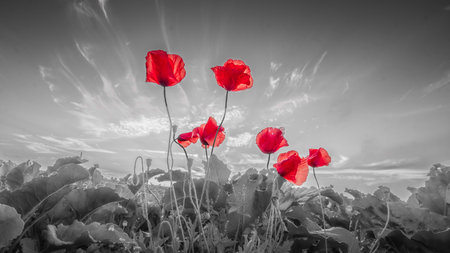 Red poppies on the background of the blue sky with cloudsの写真素材
