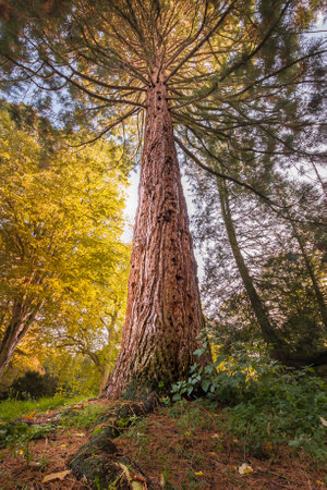 A vertical photo of a large tree in the middle of the forest. Autumn colorsの写真素材