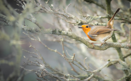European robin (Erithacus rubecula) perched on a branchの写真素材
