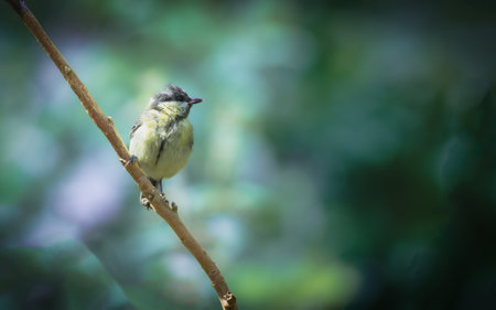 closeup of a great tit bird perched on a branch in natureの写真素材