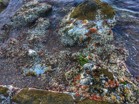 Habitat of mussels in the sea.の写真素材