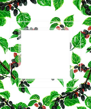 Watercolor frame square red black sweet mulberry on a tree branch, white background for your design, hand drawn illustrationの写真素材
