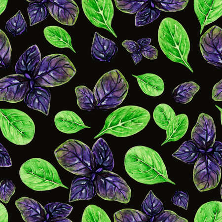 Watercolor pattern fresh vegetarian basil leaf, green and purple cooking ingredient on dark background for your seamless design, hand drawn illustrationの写真素材