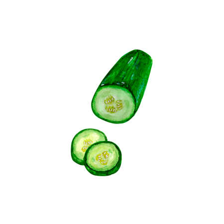 Watercolor set of fresh healthy vegetable, green cucumber on a white background isolated for your design, hand drawn illustrationの写真素材