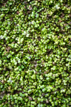 Micro Greens. Mustard sprouts on a rug on a dark background close-up. Growing sprouts for a healthy diet.の写真素材