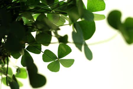 Green leafs  on white backgroundの写真素材