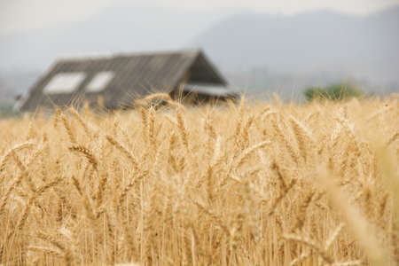 wheat fields under the sun in the summerの写真素材