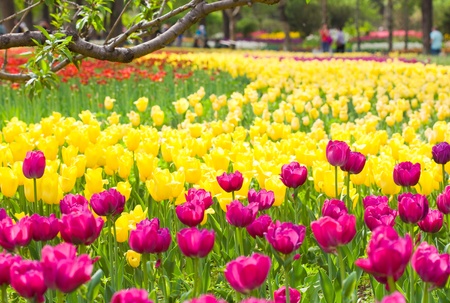 Flower bed of beautiful tulips, during the season of springの写真素材