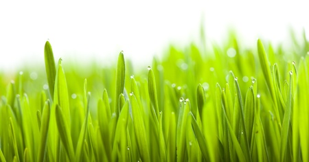 fresh spring green grass isolated on white backgroundの写真素材