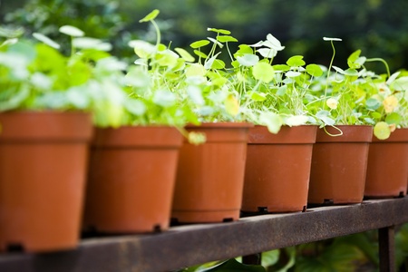 Little tree in brown potの写真素材