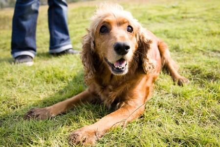 portrait of a beautiful purebred cocker spanielの写真素材