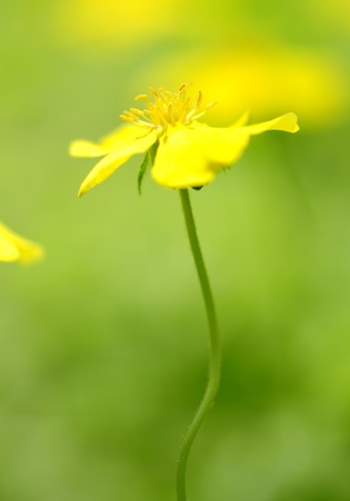Yellow wildflowerの写真素材