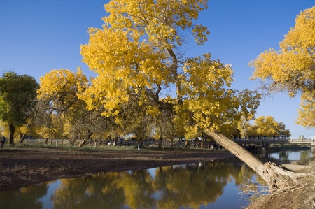 Inner Mongolia, China EJINAQI of Populus euphraticaのeditorial素材