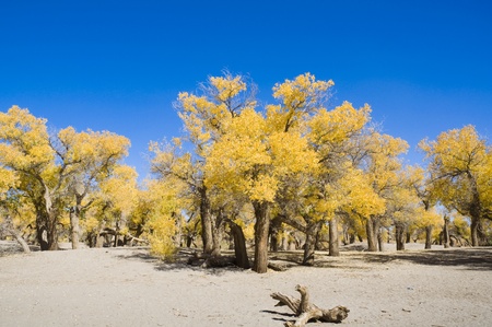 Inner Mongolia, China EJINAQI of Populus euphraticaの写真素材