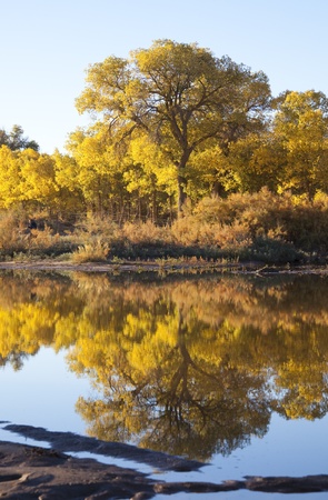 Inner Mongolia, China EJINAQI of Populus euphraticaの写真素材