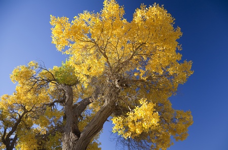 Inner Mongolia, China EJINAQI of Populus euphraticaの写真素材