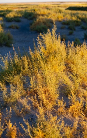 Desert vegetationの写真素材